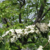 白花树