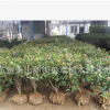 茶梅 基地直销 生产批发基地价格 品种齐全 量大优惠