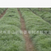 书带草又名麦冬草地被水生植物 长年大量供应批发基地