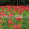 石蒜花 彼岸花 各种品种 基地直销 再力花 水生植物