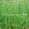 水葱 水生植物 基地直销 净化排污 品种齐全 量大优惠