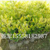 金森女贞 盆栽 水生植物 草花地被 批发价格 大量基地供应