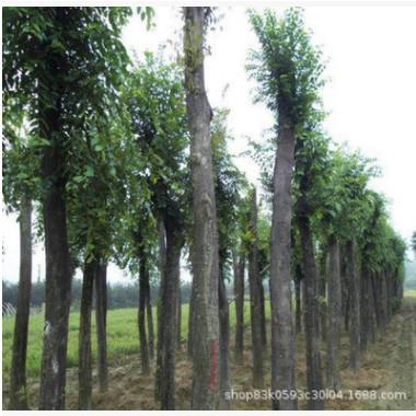 批发朴树树苗 基地直供 绿化苗木工程绿化苗基地 规格全 量大优惠