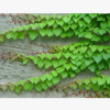 爬山虎 基地直销 爬藤植物 适用于庭院别墅 常春藤