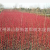 红瑞木 基地直销 品种齐全 大量供应