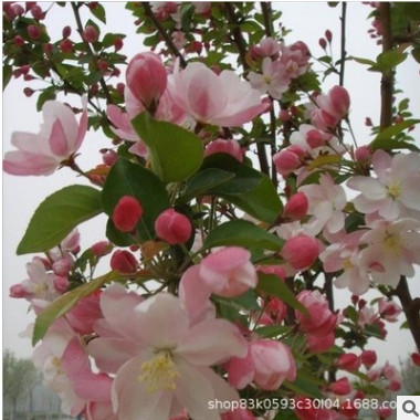 西府海棠树苗批发庭院花卉植物垂丝海棠 室内装饰西府海棠花苗