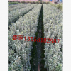 金边黄杨 基地直销 各种规格 大叶黄杨 品种齐全 量大优惠