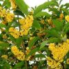 四季桂花