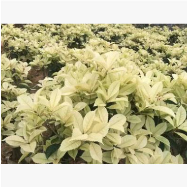 彩叶桂花小苗大量供应