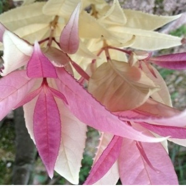 五彩桂又名珍珠彩叶桂，百分百正品