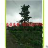 广西桂林银杏树批发 量大优惠货源足供应贵州银杏