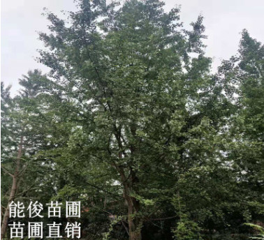 广西桂林银杏树批发 量大优惠 供应贵州银杏