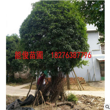 广西桂花树 工程绿化树批发四季常青优惠