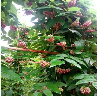 香地栗种球 花开一串串如红色紫藤 地栽盆栽皆可图2