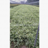 花叶蔓长春 盆栽 爬藤植物 基地直销 各种规格 品种齐全