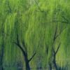 柳树