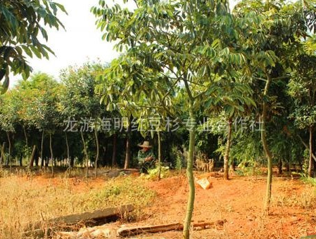 红豆树、浙江红豆树、花梨木