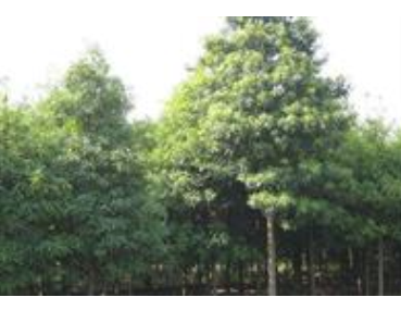 金丝楠木、浙江金丝楠木价格