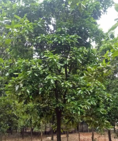 供应香泡、浙江香泡批量供应