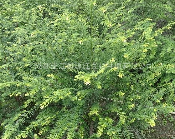 出售南方红豆杉苗 精品苗