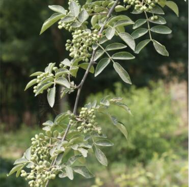 基地批发多规格花椒苗 园林植物庭院种植大红袍花椒价格