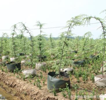 基地批发雪松树苗绿化花木行道造型风景树 园林植物雪松苗