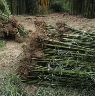 苗圃直销 青皮竹子 四季常青庭院绿化观赏 青竹批发 园林竹子植物