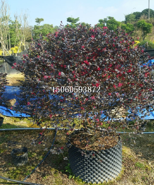 QQ截图20190919093356