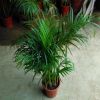 富贵椰子室内客厅大型绿植袖珍椰子盆栽吸甲醛 散尾葵 凤尾竹
