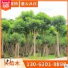 火焰木树产地直销 直径5-60公分可供公园小区美化环境 可大量批发