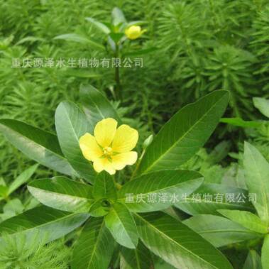供应 水生植物 浮叶植物 水环境治理 黄花水龙图3