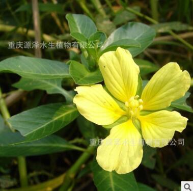 供应 水生植物 浮叶植物 水环境治理 黄花水龙图2