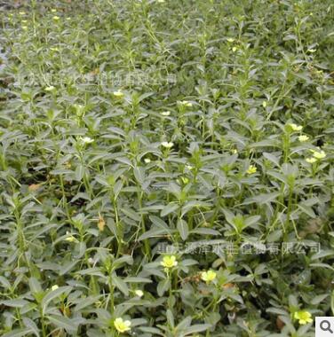 供应 水生植物 浮叶植物 水环境治理 黄花水龙