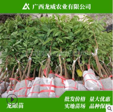 广西储良龙眼苗批发 桂圆果树苗 嫁接苗 南北方种植当年结果
