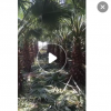 产地农户直销老人葵 高度1-8米风景树华棕大量批发