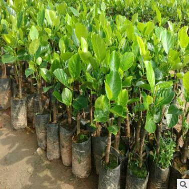 苗圃批发菠萝蜜苗 湿苞干包树菠萝南方种植果树苗木菠萝果苗