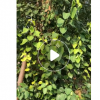 菩提树 菩提榕 福建菩提树 绿化用苗 自产自销 大量销售
