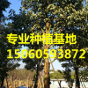 秋枫（重阳木）