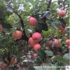 山东苹果树苗基地专业种植烟富3苹果苗 高产口感好烟富3苹果树苗