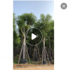 福建基地直销 蓝花楹 树形优美专业种植价格实在 大量供应批发