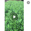 批发夹竹桃小苗园林观花植物夹竹桃苗规格齐全 工程绿化