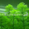 金鱼藻 水生植物 浮床植物 水生鸢尾 铺位 品种齐全