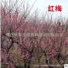 红梅树苗批发室外庭院观花植物红梅盆栽园林精品腊梅花苗