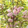 日本樱花树苗批发工程绿化苗木精品樱花苗盆栽 日本重瓣樱花小苗
