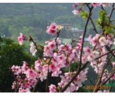 樱花林曹宅供应/樱花林曹宅图片