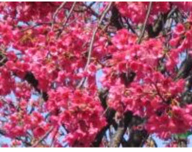 陽明山樱花照片*新价格/陽明山樱花照片报价