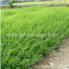 基地直销小叶女贞苗绿化工程苗四季常青色块绿篱量大优惠小叶女贞