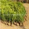 基地批发瓜子黄杨苗绿化苗木行道绿篱庭院观叶植物量大从优黄杨苗