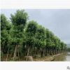 樟树15-20cm袋苗常绿行道树香樟中山基地直销