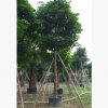 苗圃直销秋枫 大型观叶易种植苗木